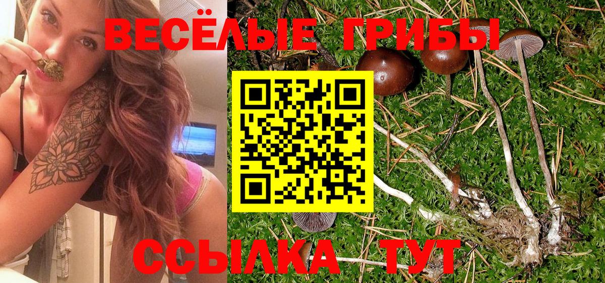 Псилоцибиновые грибы Cubensis Сухой Лог